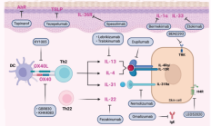 进军细胞免疫治疗领域 东北制药拟收购鼎成肽源70%股权
