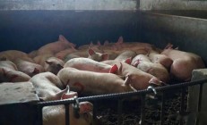 农业农村部：二季度生猪市场供需关系将进一步改善 生猪养殖可能实现扭亏为盈