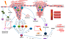 智翔金泰2024年半年报：国产首个全人源抗IL-17A单抗上市 赛立奇单抗惠及中国银屑病患者