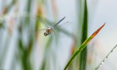 五洲能源赴港IPO：2023年收入净利齐降 万四海家族突击分红1.6亿元