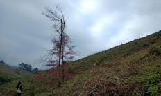 股票交割无望、离奇的“经营监督期”，有棵树破产重整迷雾重重