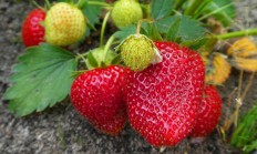 百果园发布中秋限定礼盒 推进“高品质水果专家与领导者”战略